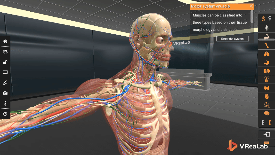 Human body systems interactive model