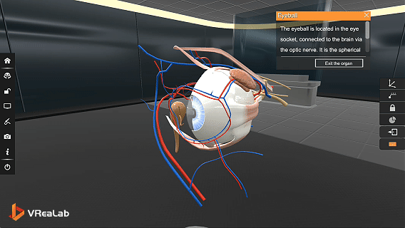 Human organs 3D exploration