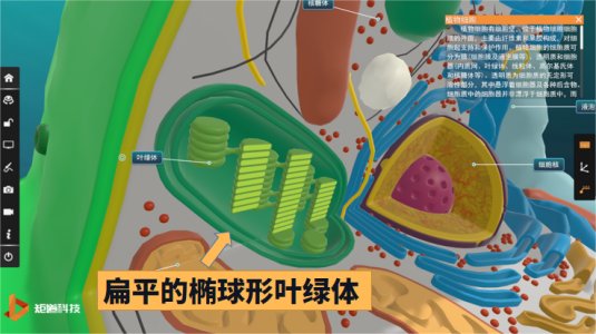 Chloroplast micro-environment in VR