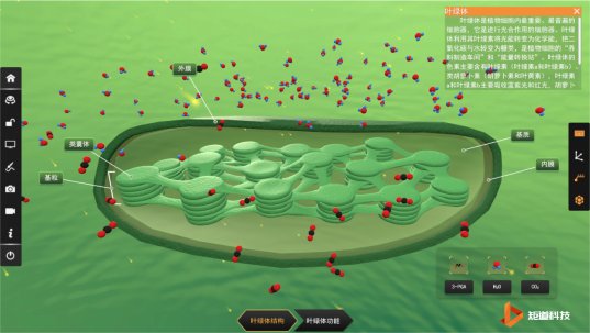 Thylakoid membrane surface view in VR biology