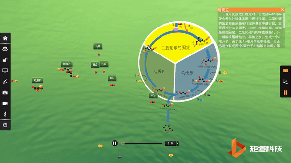 Electron transport chain dynamic animation
