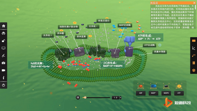 H+ ion pumping particle flow animation