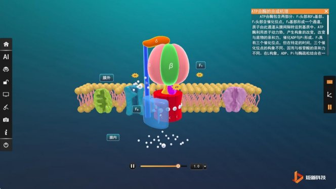 ATP synthesis mechanism visualization