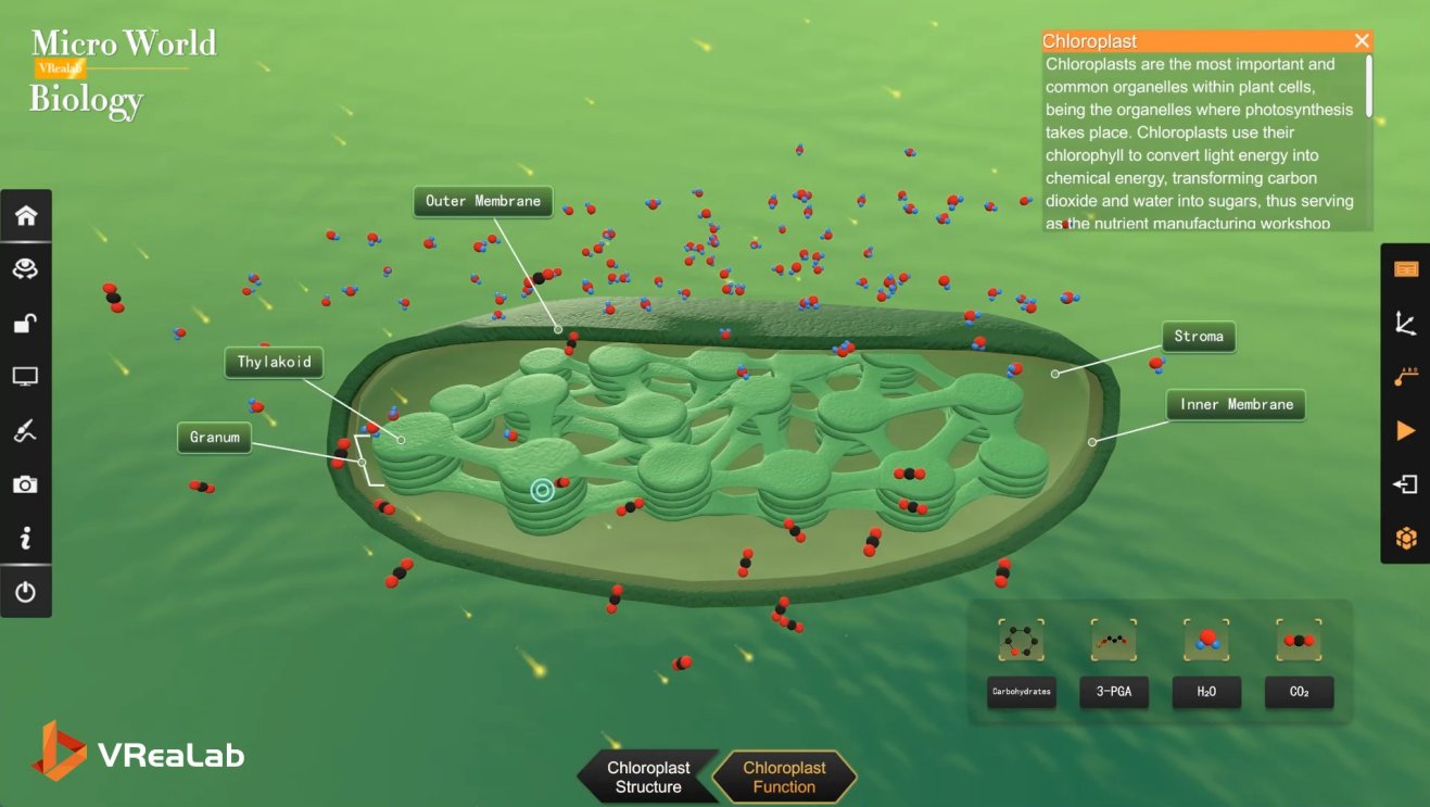 Chloroplast module showing thylakoids and photosynthetic pathway