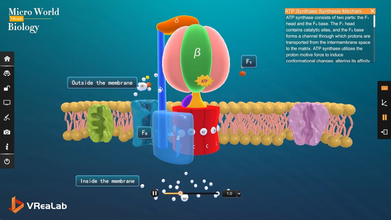 Interdisciplinary active transport module overview