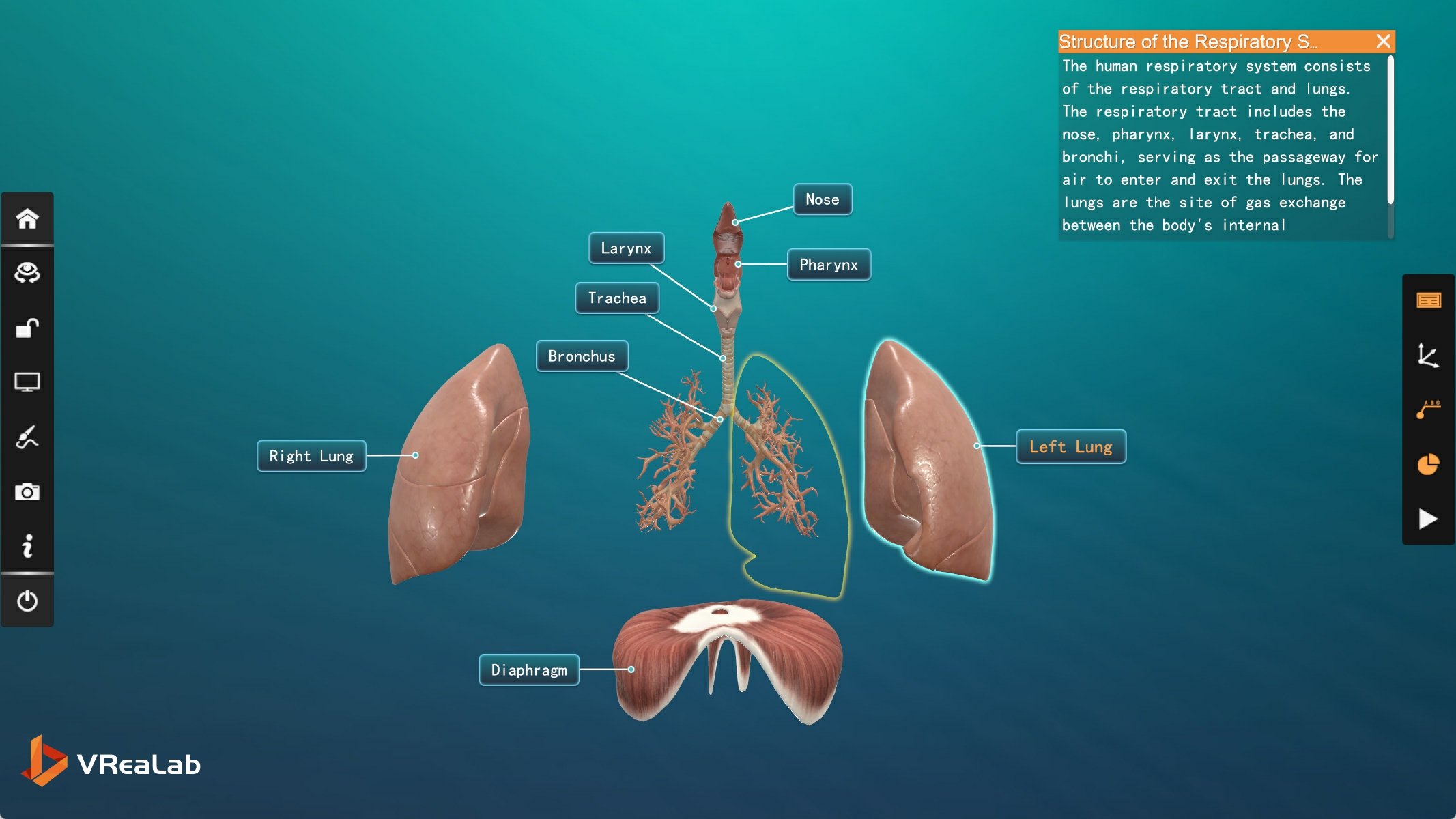 VR respiratory movement module showing diaphragm and rib cage
