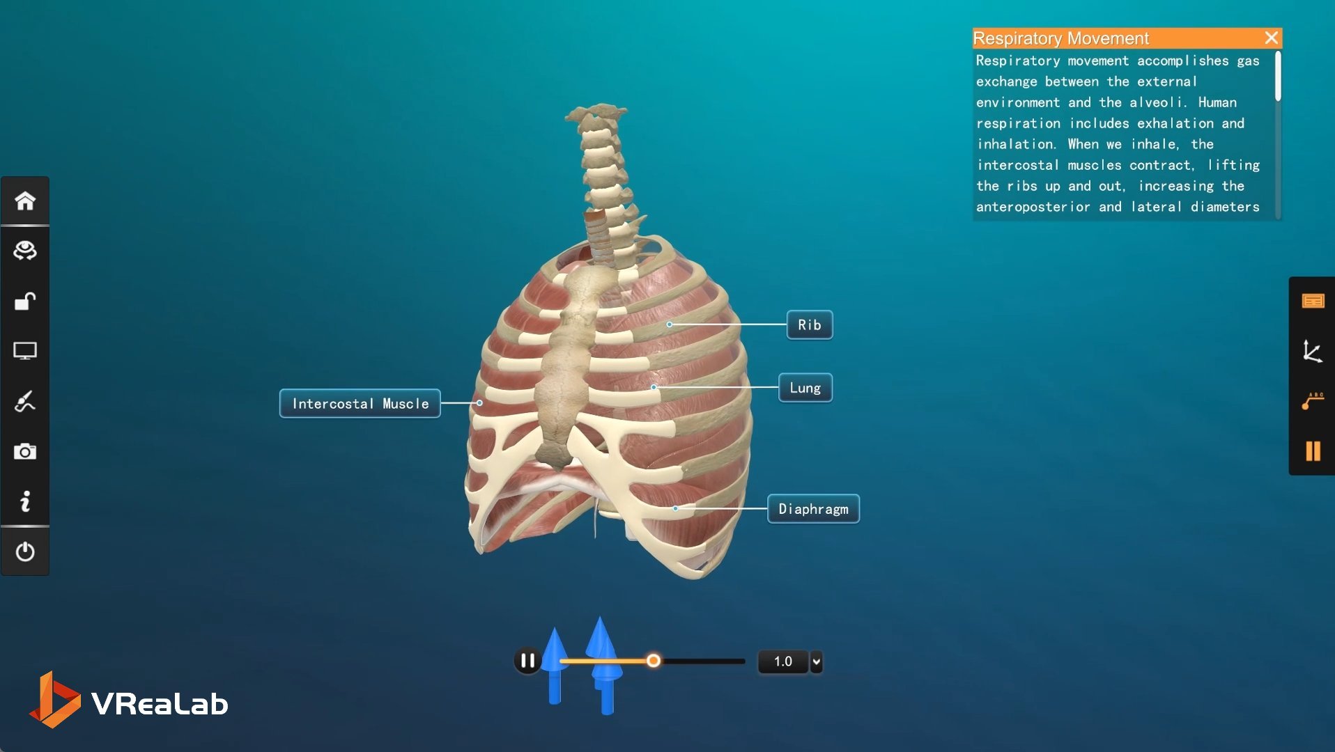Labeled respiratory structures in 3D anatomy model