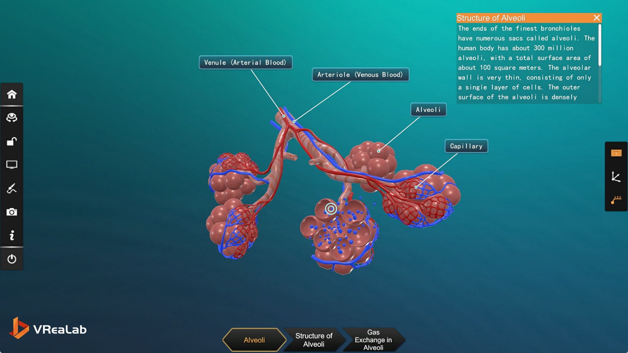 Airway anatomy from nasal cavity to alveoli in VR