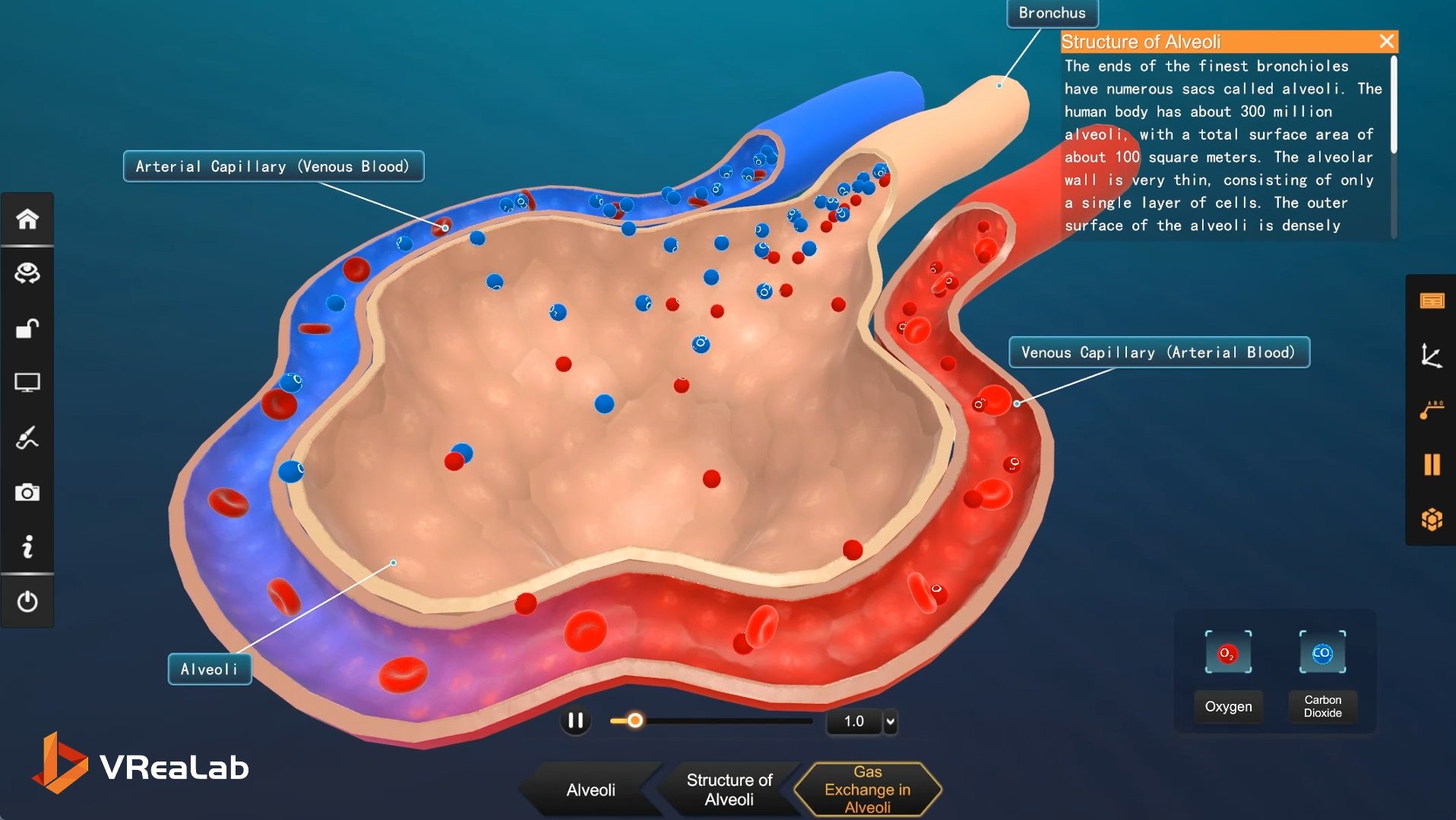Alveolar gas exchange visualization in 3D