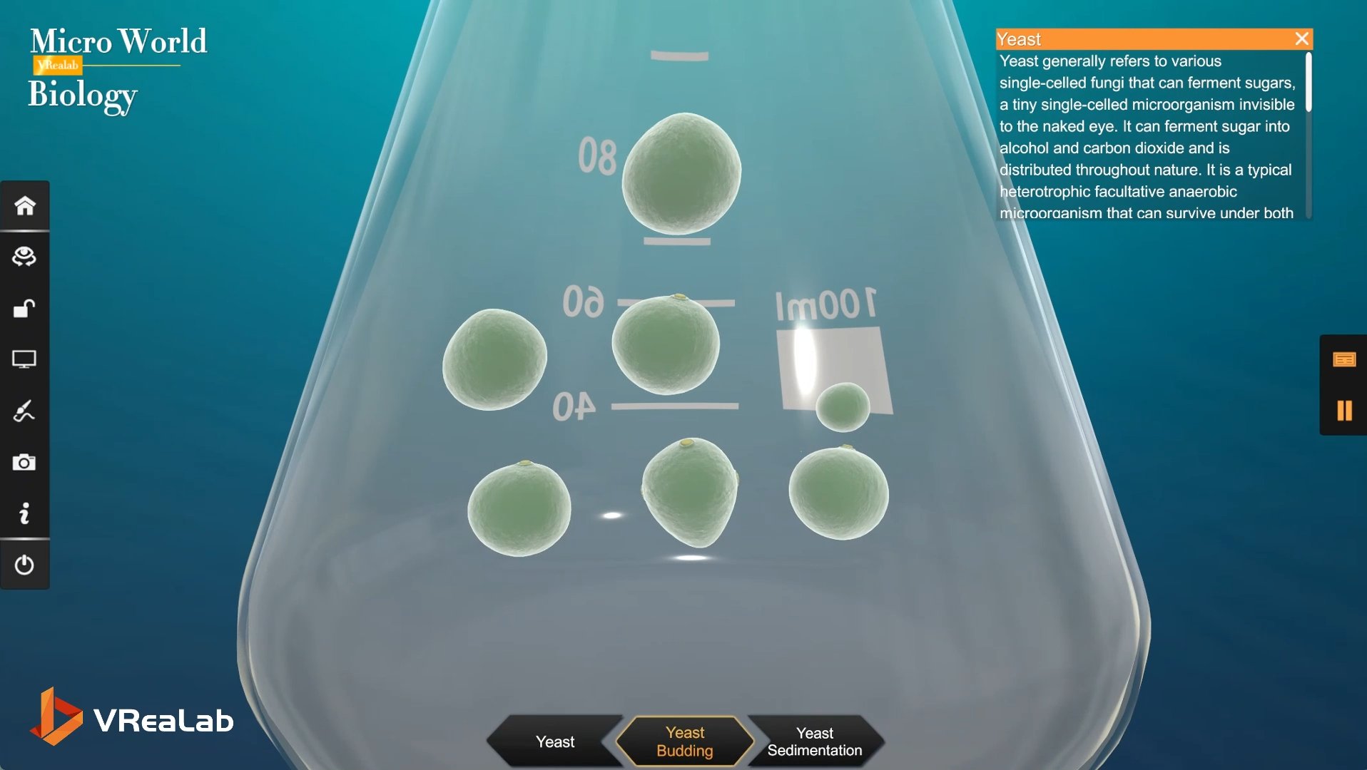 Side-by-side comparison of different microbial structures in the VR Biology Lab