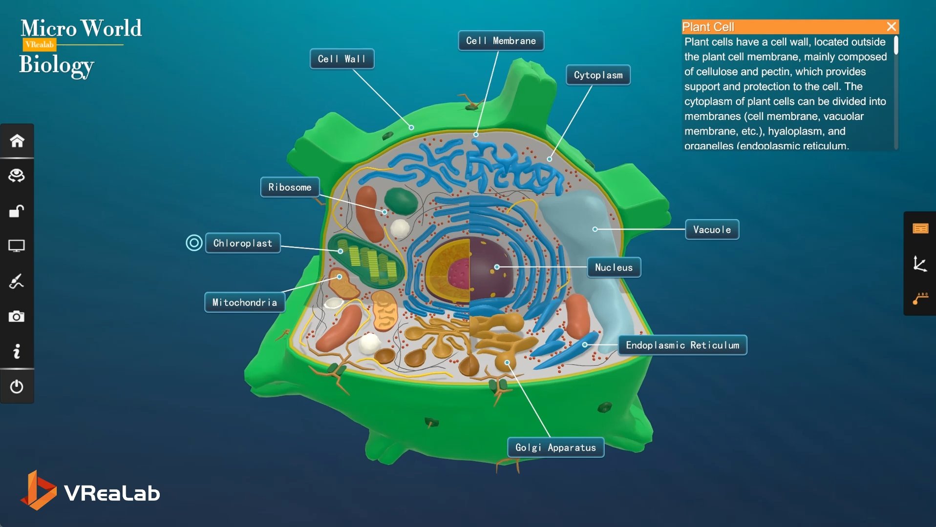 Multi-scale observation of microorganisms from whole organism to molecular detail