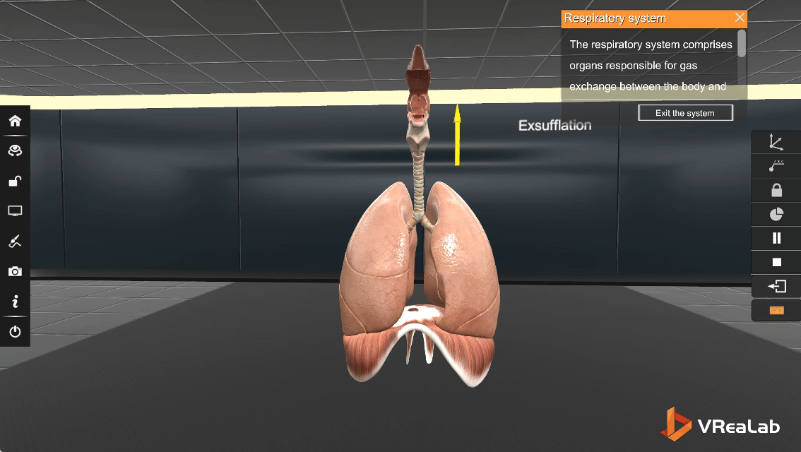 Full respiratory system 3D model showing airways, lungs, and bronchial tree