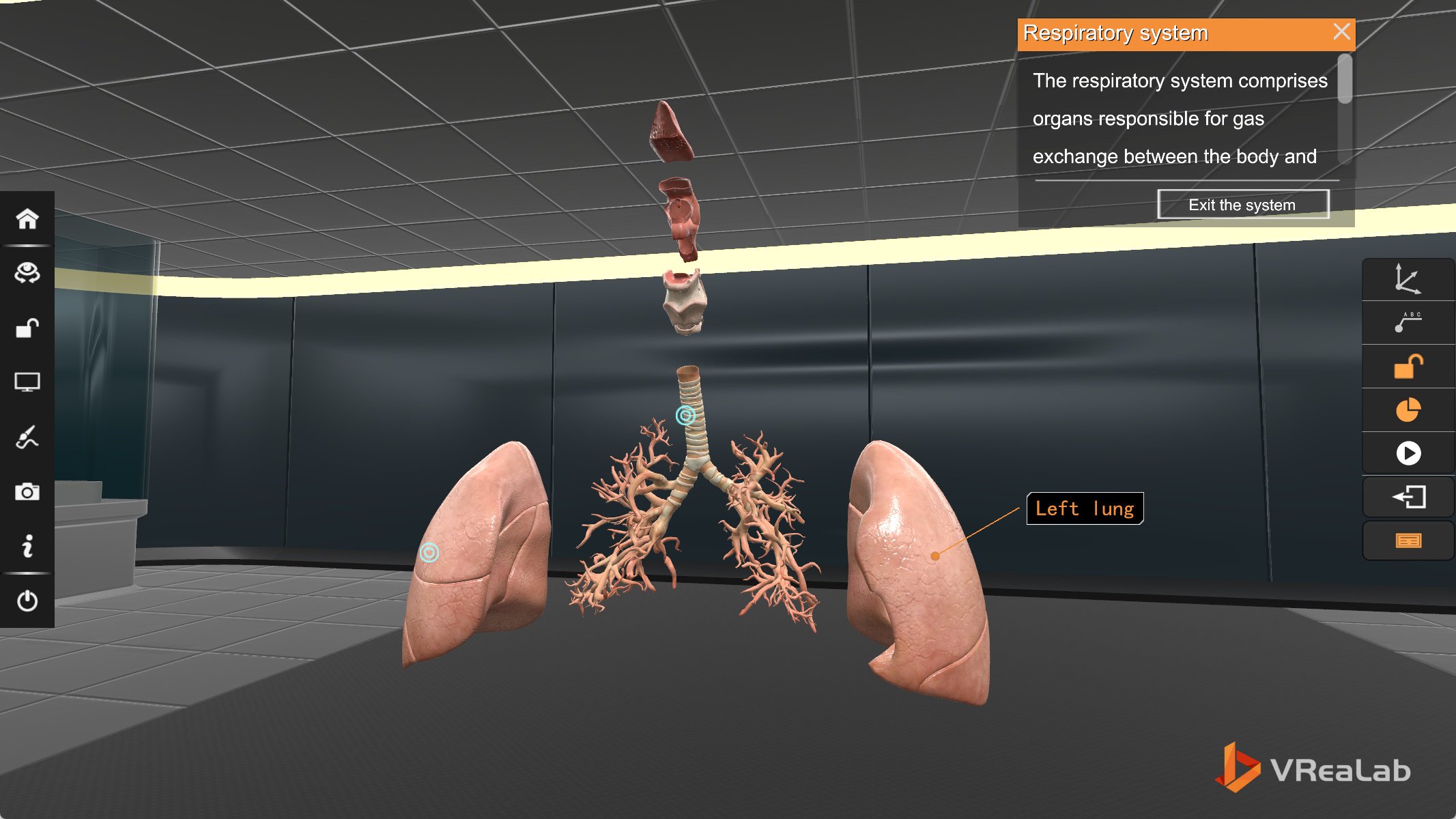 Assembled respiratory system with left lung, bronchial tree, and trachea