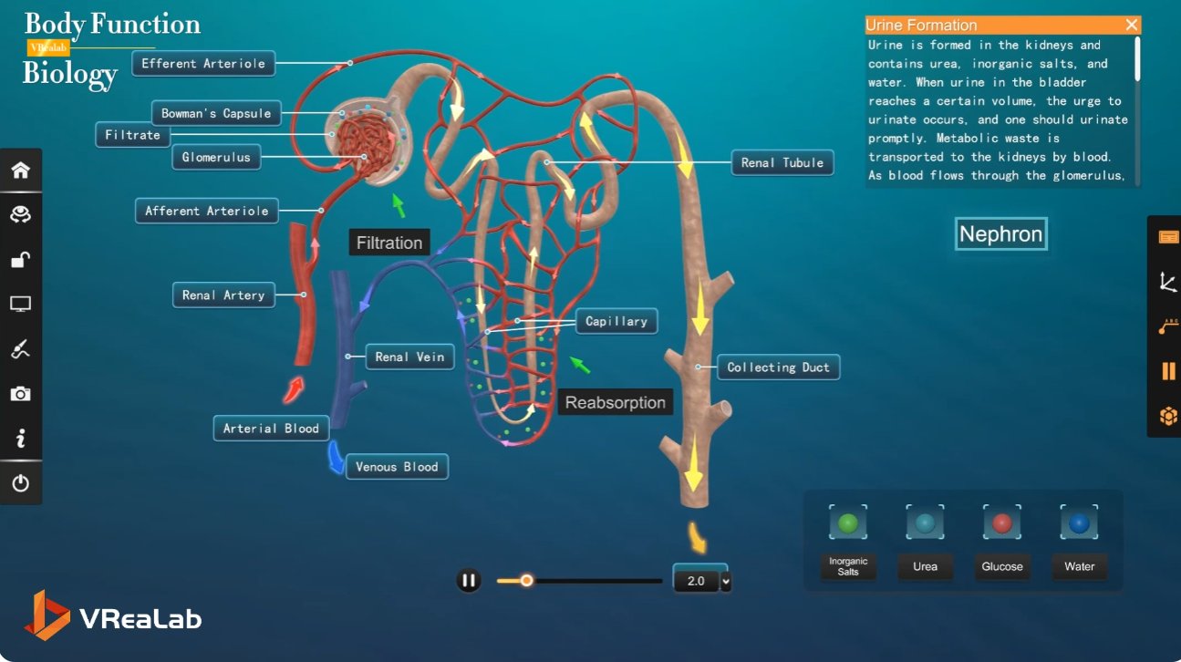 VR Biology Lab - microscopic filtration mechanism in the kidney