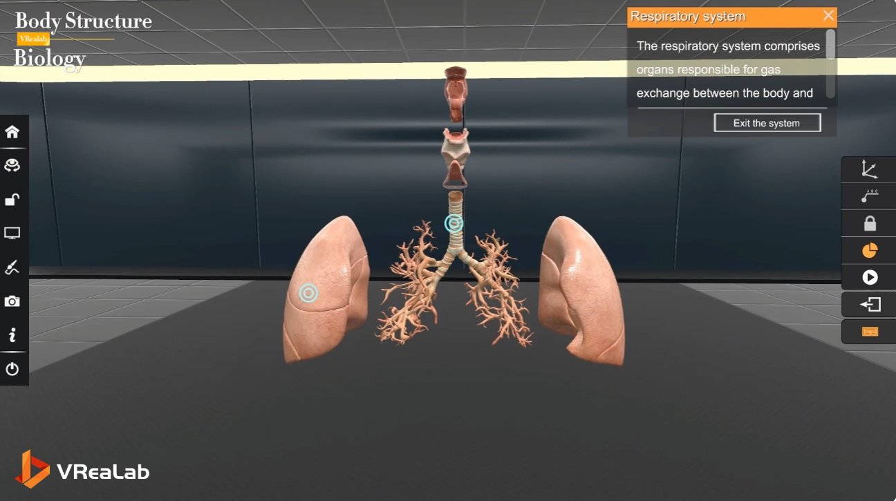 VR Biology - respiratory system assembly and exploration in 3D