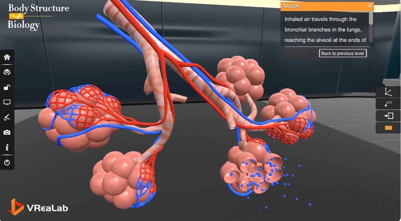 Virtual Lab - blood circulation and substance exchange in human body