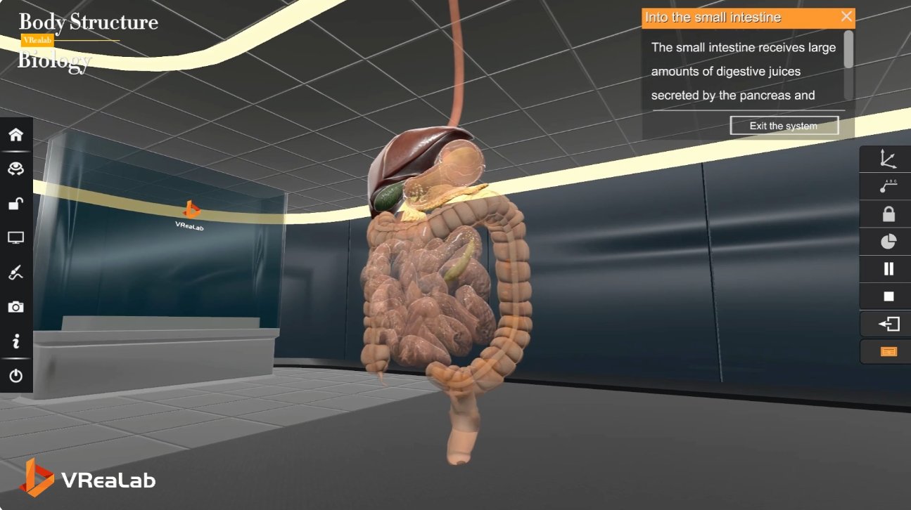 3D anatomy - heart dissection showing internal valves in VR