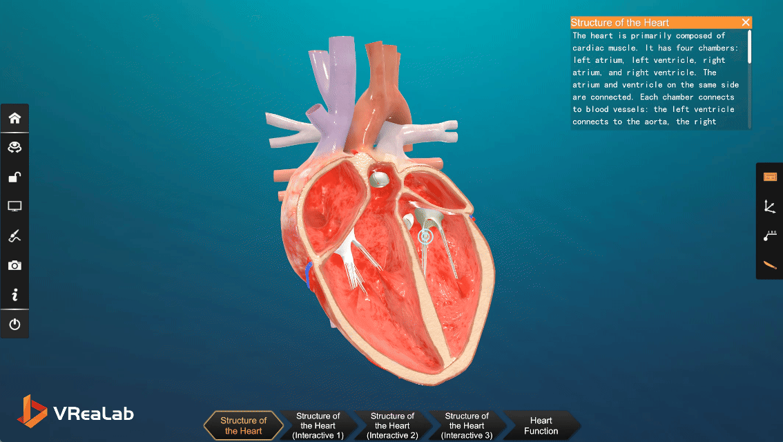 A sectional view of the four chambers of the heart, revealing the interior geometry