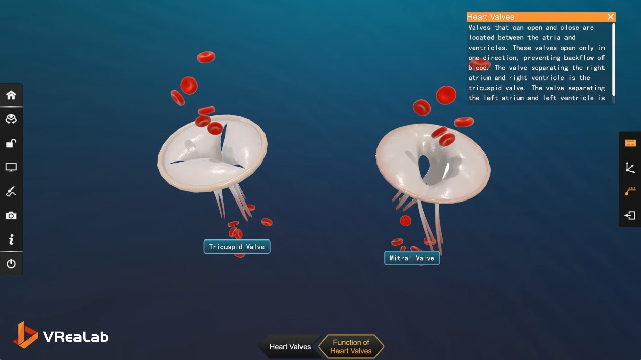 The tricuspid and mitral valves shown with red blood cells, demonstrating one-way flow