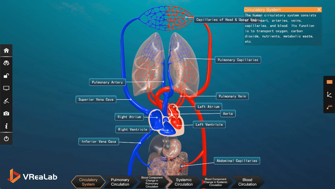 Human circulatory system diagram showing heart, arteries, veins, and capillaries