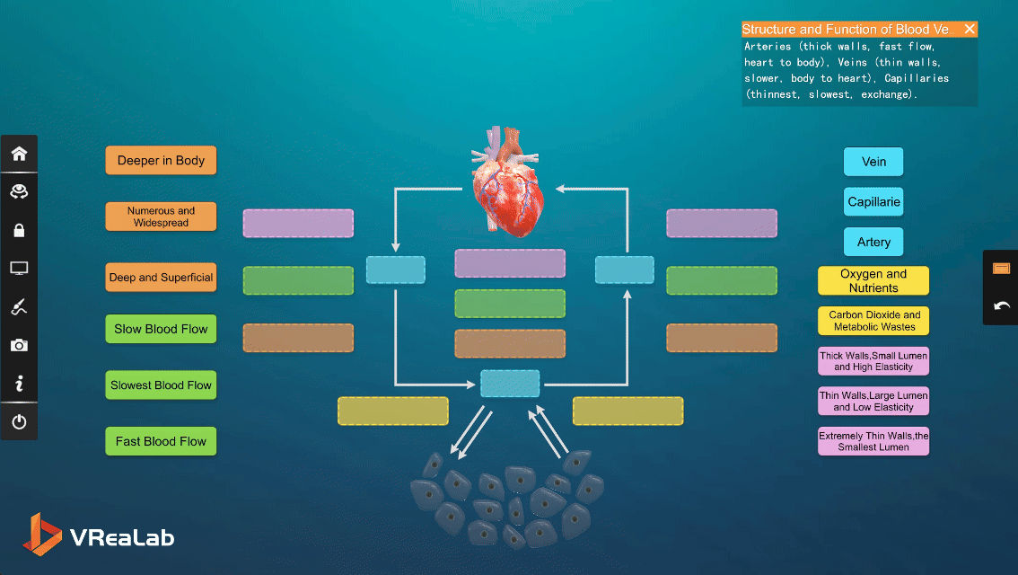 Interactive assessment of blood vessel structure and function in VR