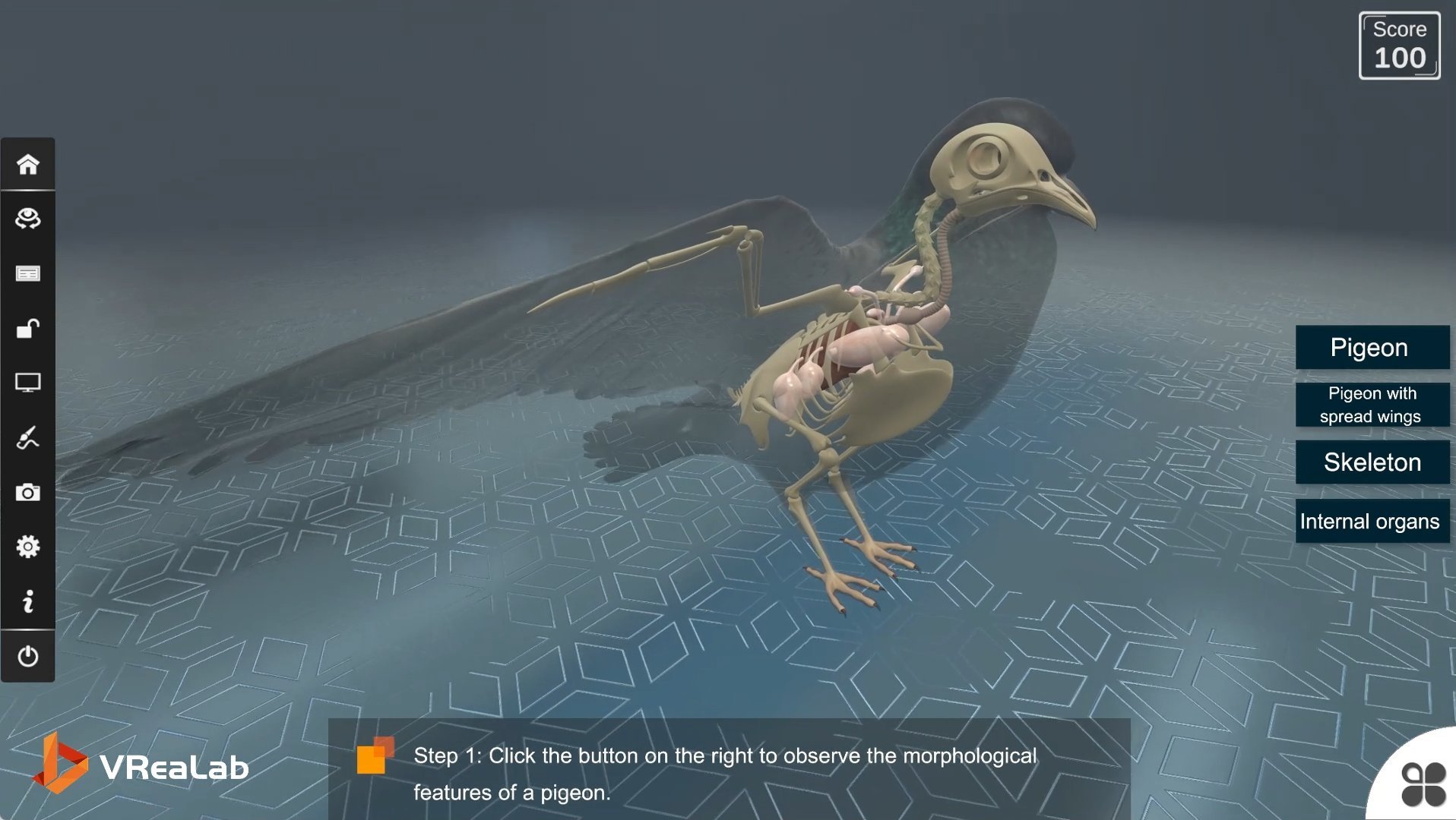 Pigeon anatomy VR biology experiment