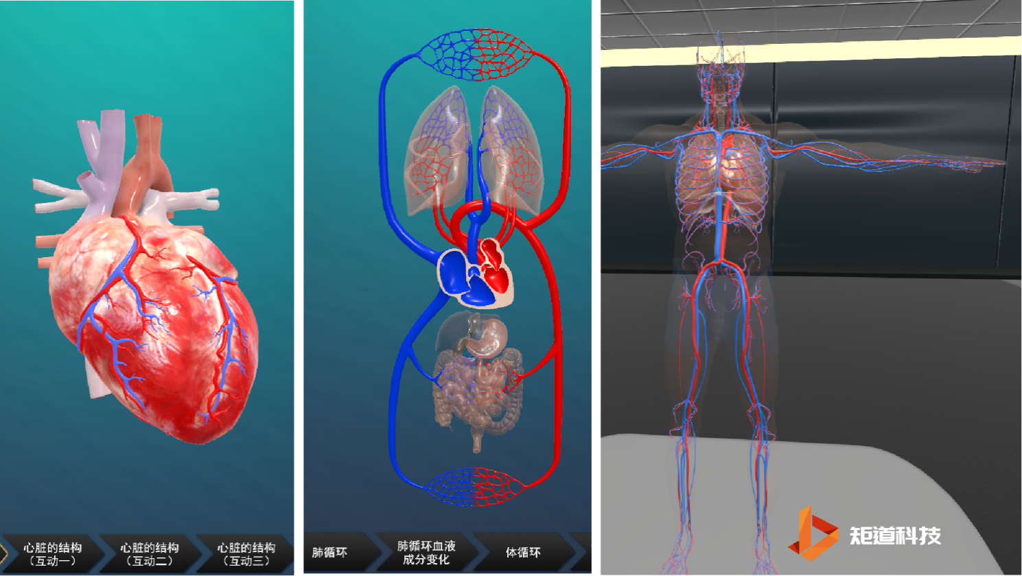 VR人体探秘|血液循环系统的超级服务